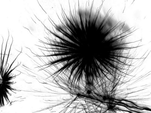 Lio-Photopeintures